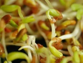 Проросшее зерно с точки зрения йогов